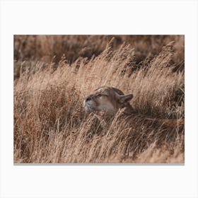 Mountain Lion Laying In Grass Canvas Print