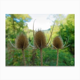 Thistle 20210831 302ppub Canvas Print