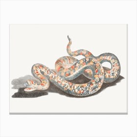 A Snake, Johan Teyler Canvas Print