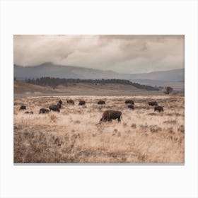 Grazing Bison Herd Canvas Print