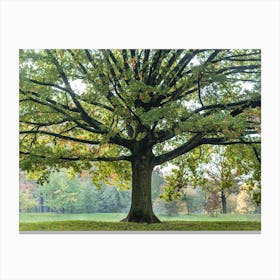 Green Autumn Tree Canvas Print