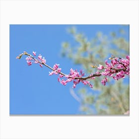 Redbuds On Blue Canvas Print