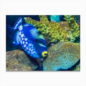 Blue Triggerfish 20190713 157pub Canvas Print