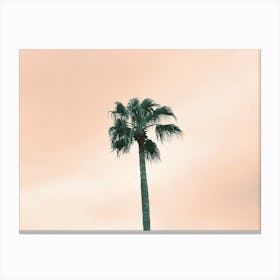 Palm Tree - Pink Sunset Sky - Photography Canvas Print