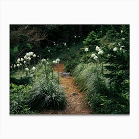 Bear Grass Trail Canvas Print