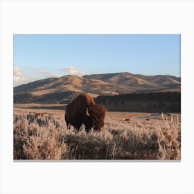 Western Bison Scenery Canvas Print