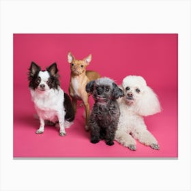 Portrait Of Dogs Canvas Print