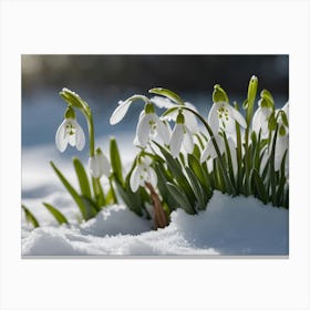 Snowdrops 2 Canvas Print