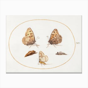 Grayling Butterfly, Magpie Moth, And Two Chrysalides (1575–1580), Joris Hoefnagel Canvas Print