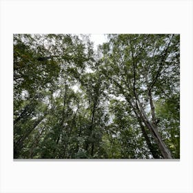 Dense Trees Canvas Print