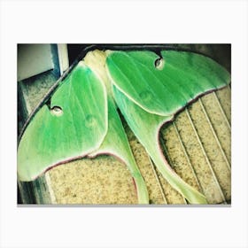 Green Moth Canvas Print