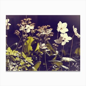 Frail white blooms Canvas Print