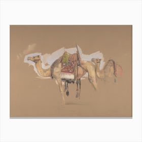 Two Camels Canvas Print