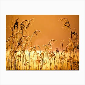 Grasses In Sunset Canvas Print