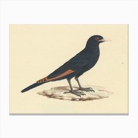 White Billed Starling, Luigi Balugani Canvas Print