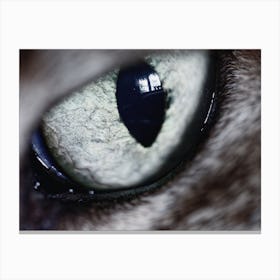 Cat Eye Canvas Print