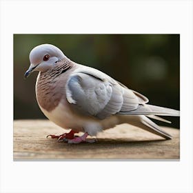 Pigeon 1 Canvas Print