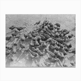 Untitled Photo, Possibly Related To Turkeys On Schoenfeldt Farm, Russian German Fsa (Farm Security Canvas Print