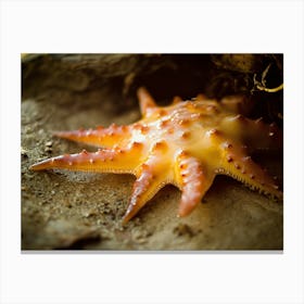 Starfish 4 Canvas Print