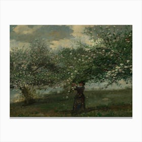 Apple Blossoms In The Orchard Canvas Print