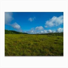 Grassy Meadow Canvas Print