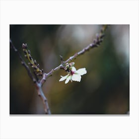 Flower Stock Videos & Royalty-Free Footage Canvas Print