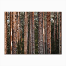 Thin Forest Trees Canvas Print