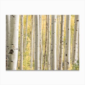 Colorado Forest Canvas Print