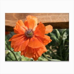 Orange poppy blossom and rural beauty Canvas Print