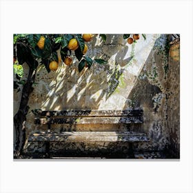 Bench Under A Lemon Tree Canvas Print