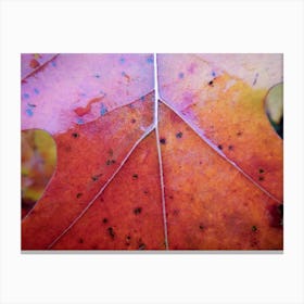 Fall leaf Canvas Print