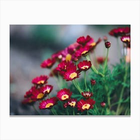 Red Daisies In The Garden Canvas Print