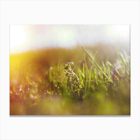 Grass In The Sun Canvas Print