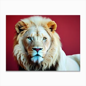 Lion Stock Videos & Royalty-Free Footage Canvas Print