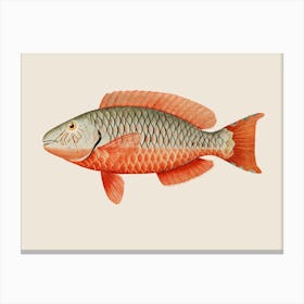 Red Emperor Fish Canvas Print