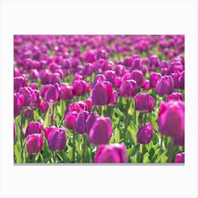 Purple tulips in spring in the netherlands, floral flowers nature and travel photography by Christa Stroo Canvas Print