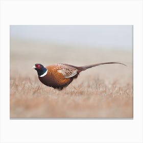 Pheasant On Foggy Morning Canvas Print