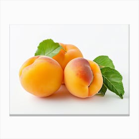 Apricots 17 Canvas Print