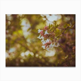 Flowers In The Garden On Summer Afternoon Moment Canvas Print