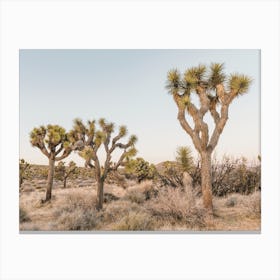 Joshua Tree Desert Scenery Canvas Print