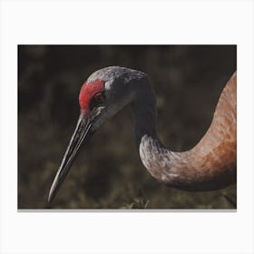 Sandhill Crane Profile Canvas Print