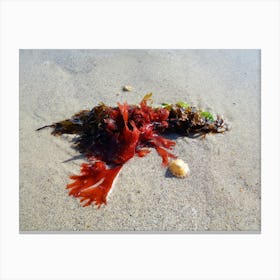 Seaweed Canvas Print