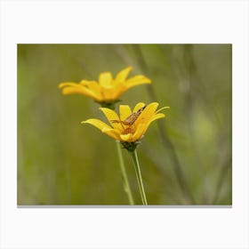 Fritillary Butterfly On Yellow Wildflower Canvas Print