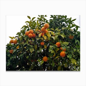 Orange Tree Canvas Print