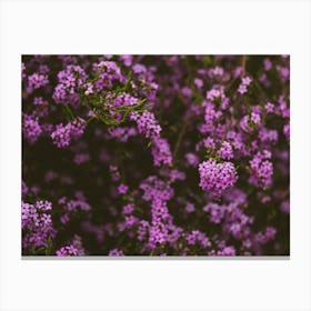 Purple Botanicals Canvas Print