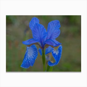 Blue Iris Canvas Print