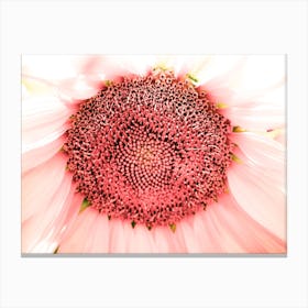 Infra Sunflower Canvas Print