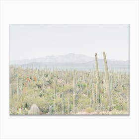 Tucson Desert Canvas Print