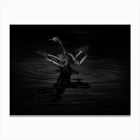 Black And White Duck In The Water With Open Wings Canvas Print