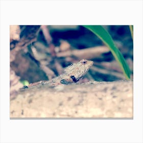 Small Lizard in the Forest Maldives  Canvas Print